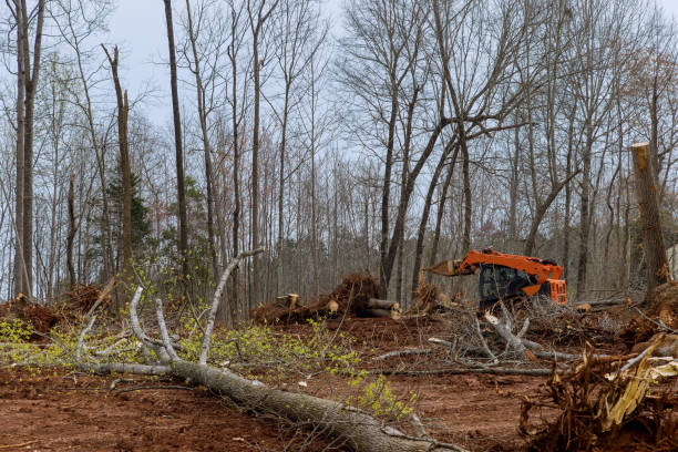 Seasonal Cleanup (Spring/Fall) in Argo, AL