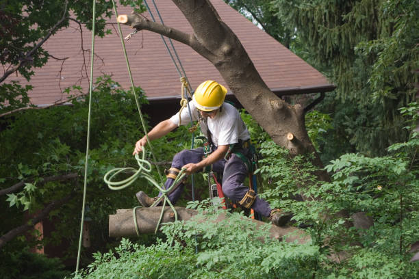 How Our Tree Care Process Works  in  Argo, AL