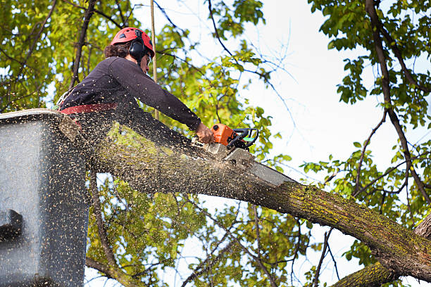 Leaf Removal in Argo, AL