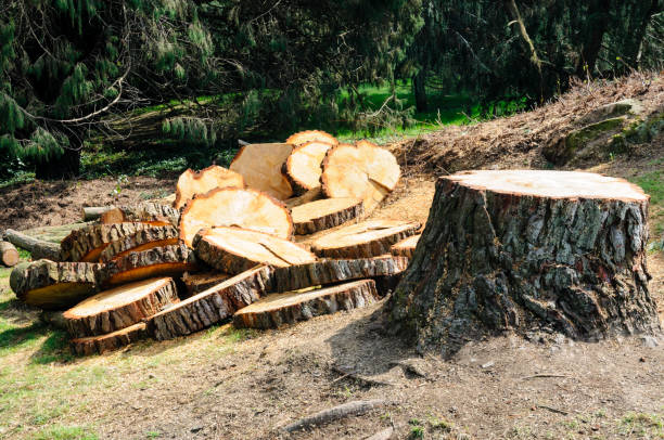 Professional Tree Services in Argo, AL